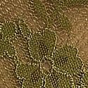 Green Chameleon